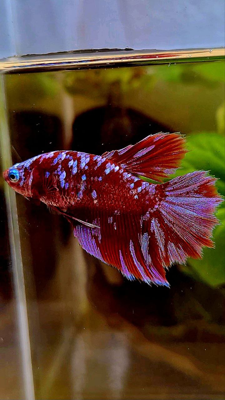 FEMALE HALFMOON SUPER GALAXY RED PURPLE MULTICOLOR RPG BETTA FISH