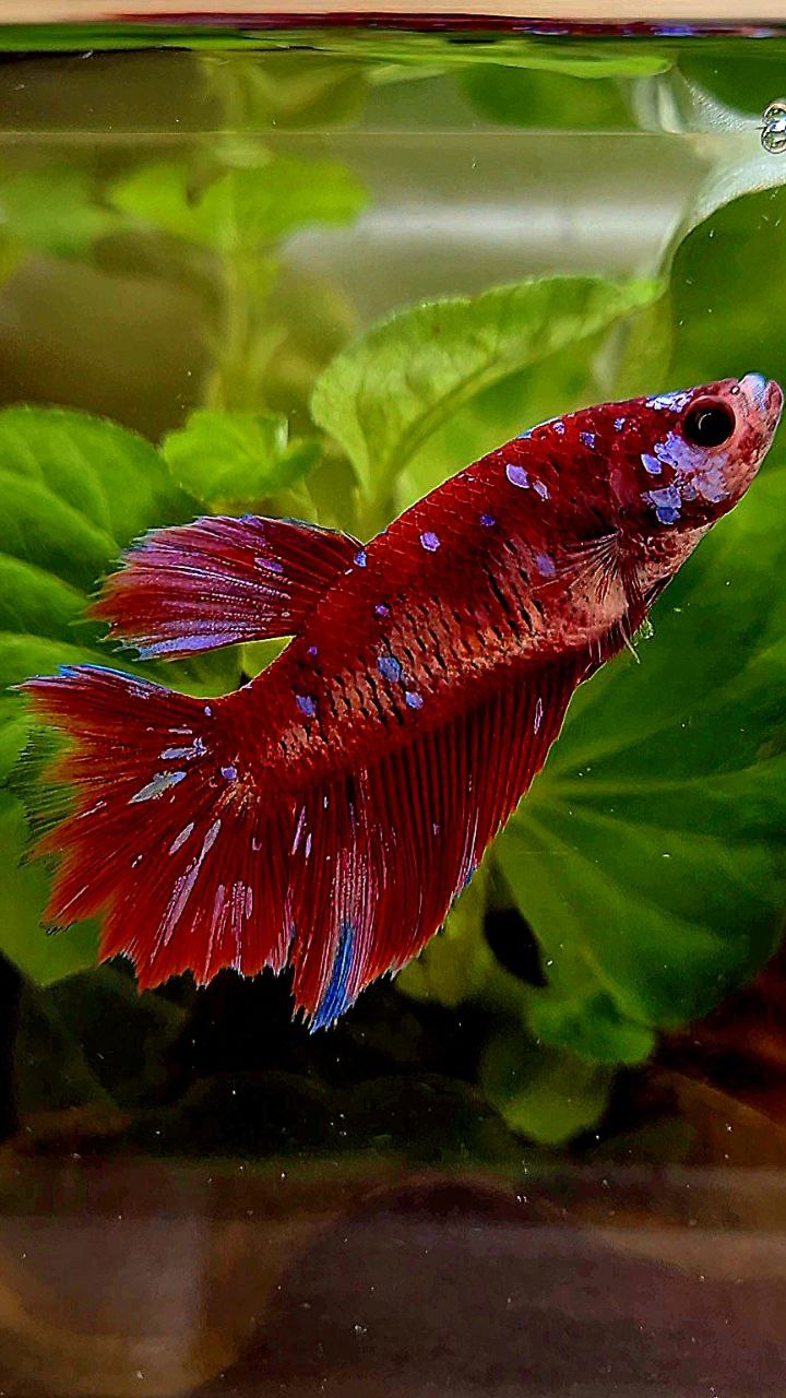 FEMALE HALFMOON RED PURPLE GALAXY RPG BETTA FISH