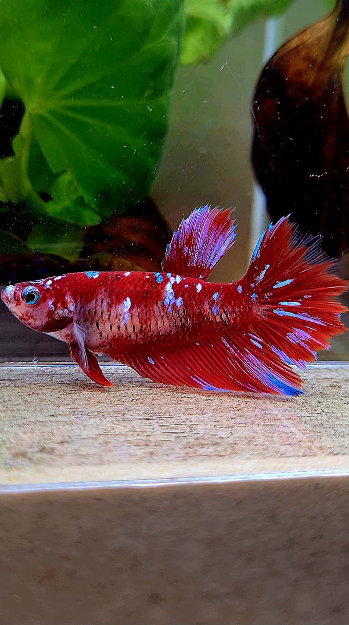 FEMALE HALFMOON RED PURPLE GALAXY RPG BETTA FISH