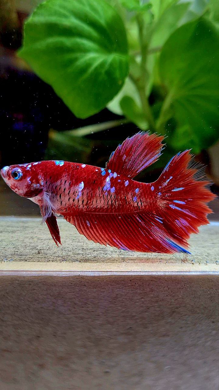 FEMALE HALFMOON RED PURPLE GALAXY RPG BETTA FISH