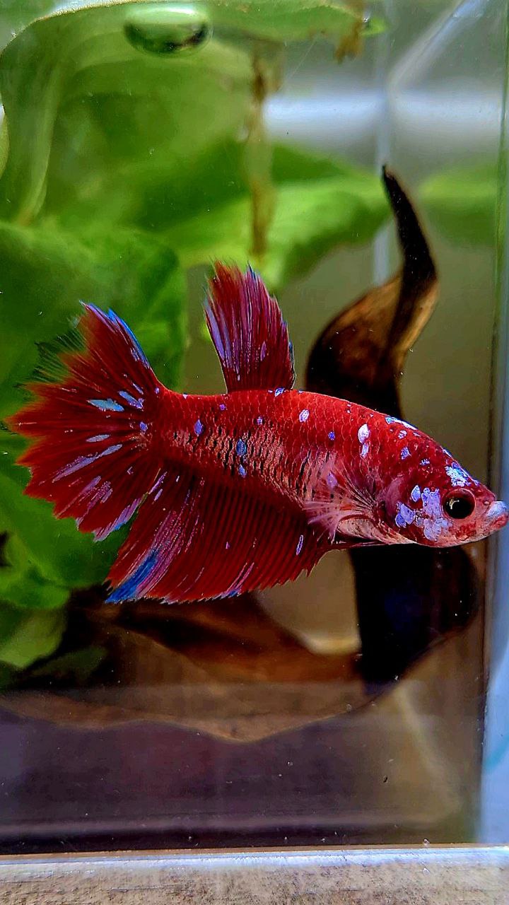 FEMALE HALFMOON RED PURPLE GALAXY RPG BETTA FISH