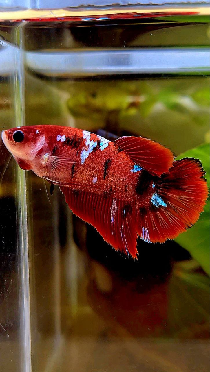 FEMALE HALFMOON RED GALAXY MULTICOLOR BETTA FISH