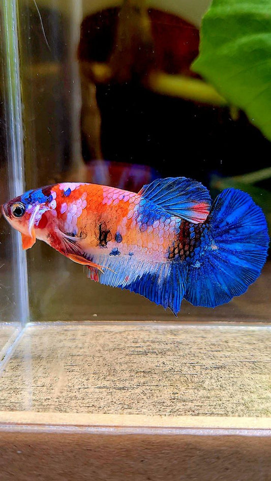 FEMALE PLAKAT ORANGE WHITE GALAXY MULTICOLOR BETTA FISH