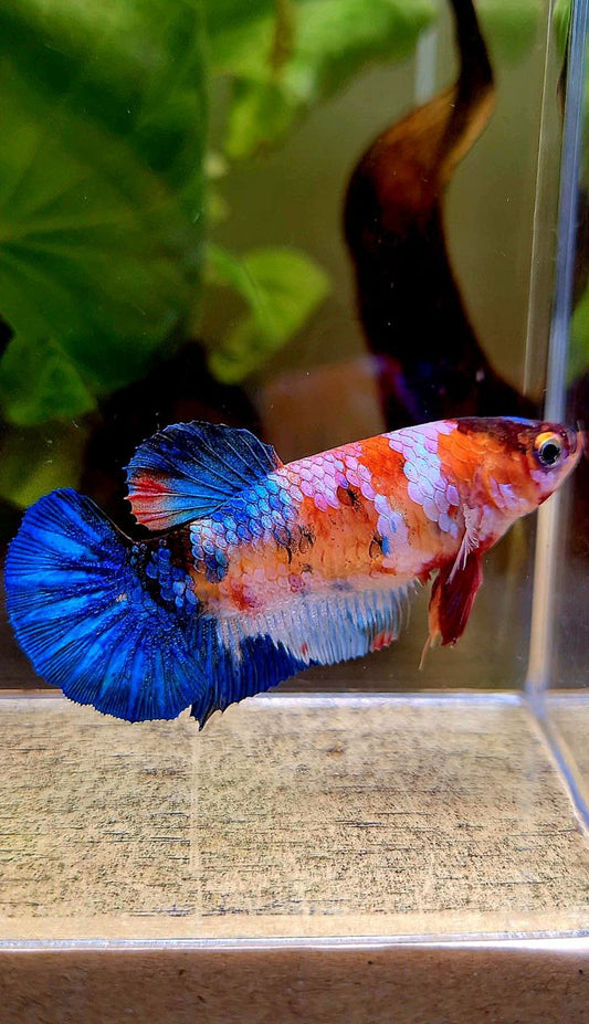 FEMALE PLAKAT ORANGE WHITE GALAXY MULTICOLOR BETTA FISH