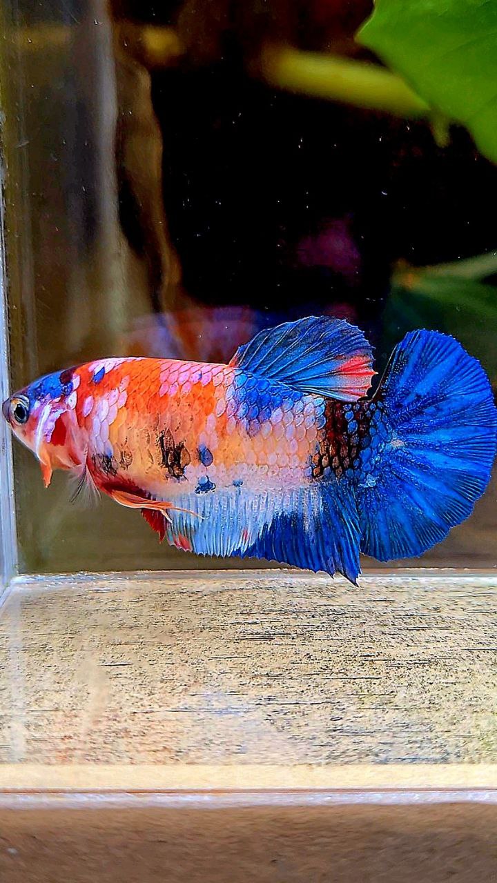 FEMALE PLAKAT ORANGE WHITE GALAXY MULTICOLOR BETTA FISH