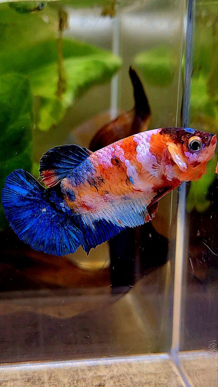 FEMALE PLAKAT ORANGE WHITE GALAXY MULTICOLOR BETTA FISH