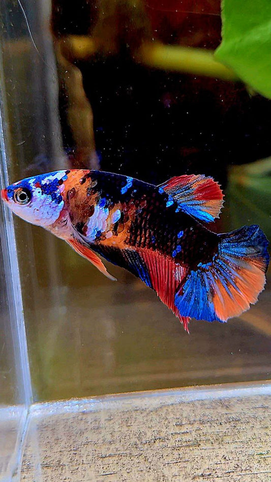 FEMALE PLAKAT ORANGE BLACK GALAXY MULTICOLOR BETTA FISH