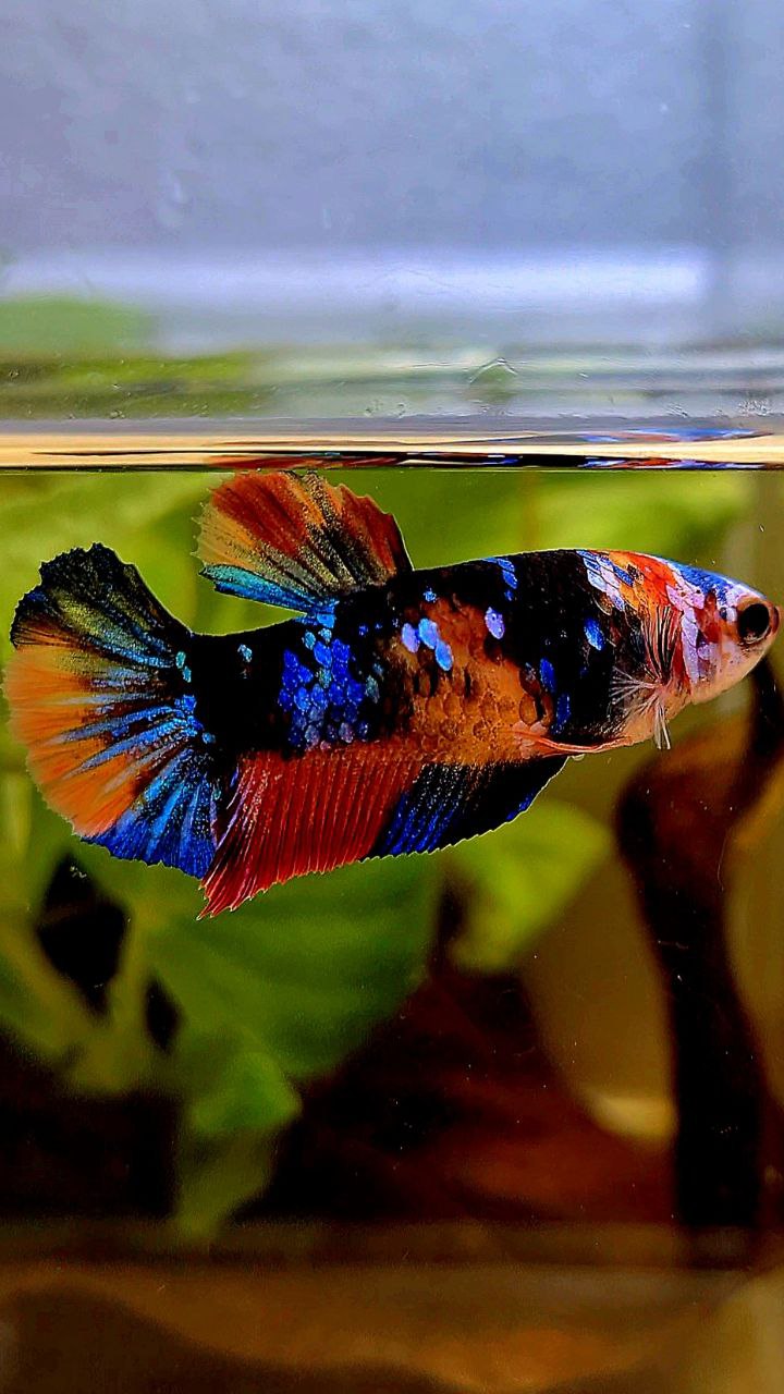 FEMALE PLAKAT ORANGE BLACK GALAXY MULTICOLOR BETTA FISH