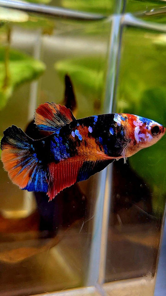 FEMALE PLAKAT ORANGE BLACK GALAXY MULTICOLOR BETTA FISH