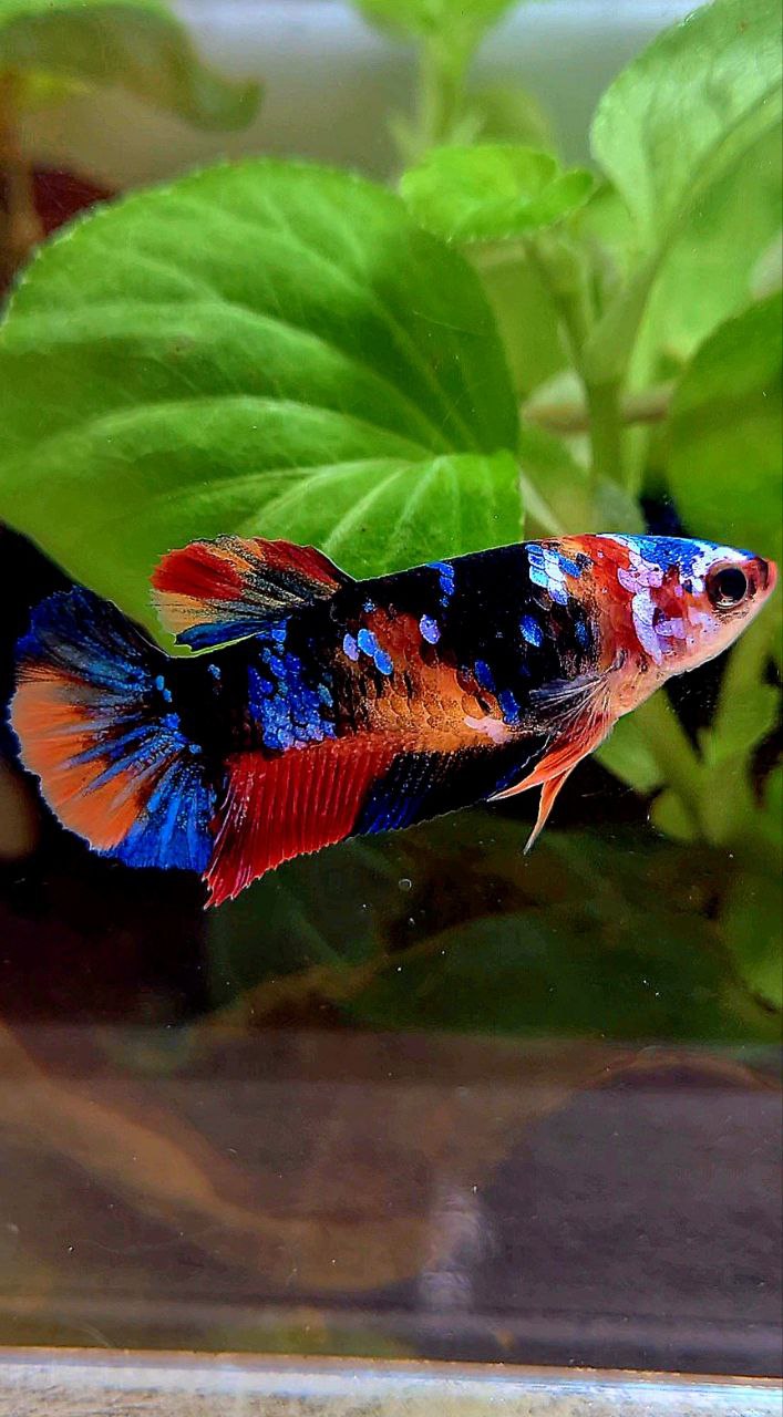 FEMALE PLAKAT ORANGE BLACK GALAXY MULTICOLOR BETTA FISH