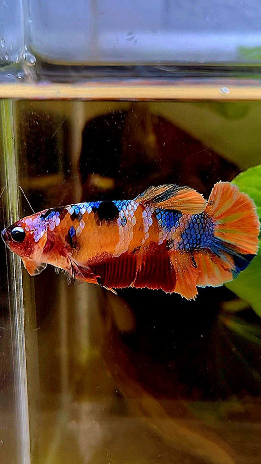 FEMALE PLAKAT ORANGE CANDY MULTICOLOR BETTA FISH