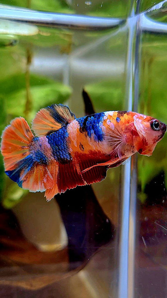 FEMALE PLAKAT ORANGE CANDY MULTICOLOR BETTA FISH