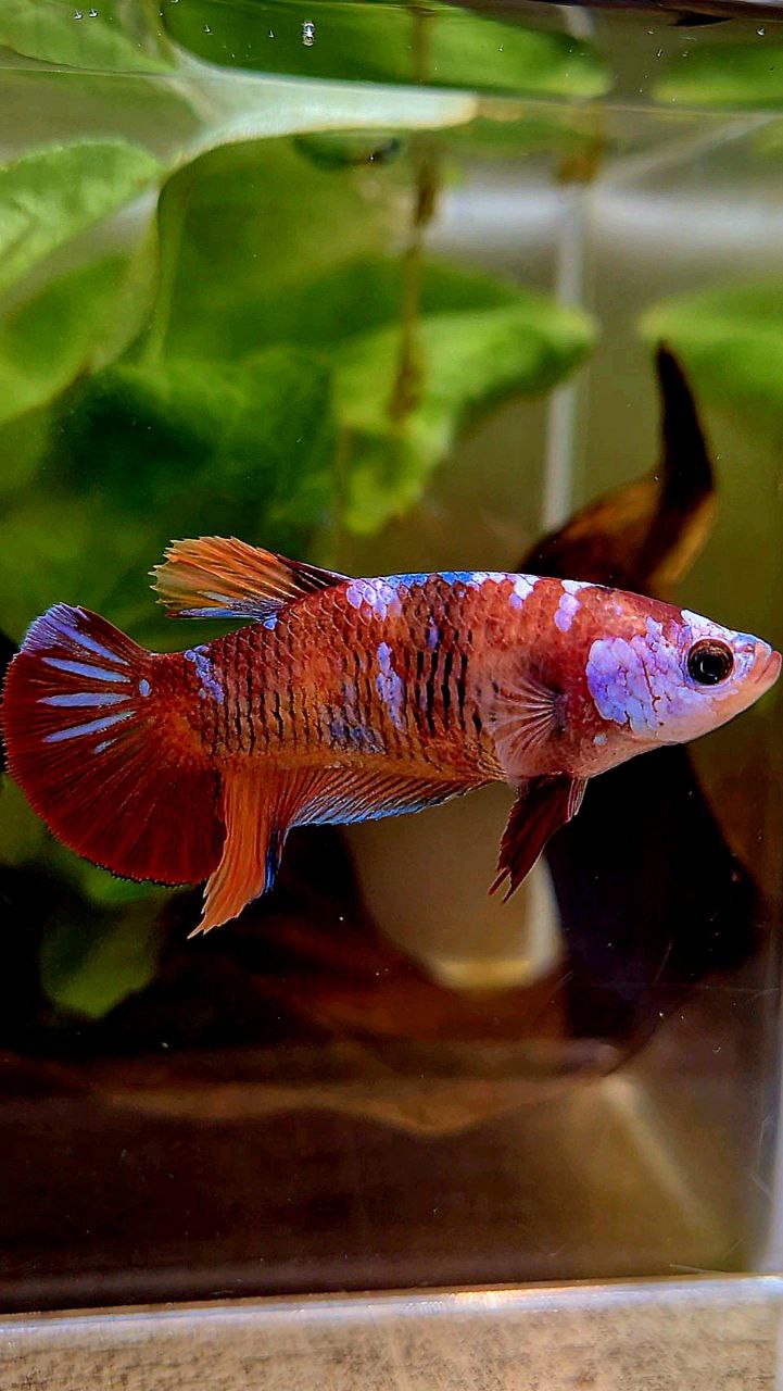 FEMALE PLAKAT ORANGE GALAXY MULTICOLOR BETTA FISH