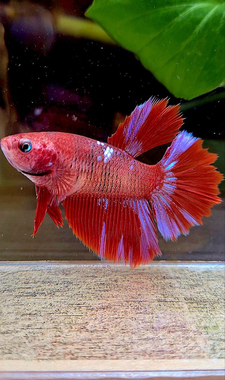 FEMALE HALFMOON ROSETAIL RED PURPLE GALAXY MULTICOLOR BETTA FISH
