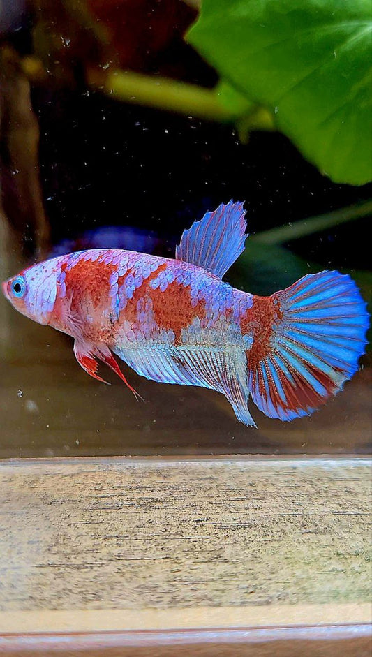 FEMALE PLAKAT BARONGSAI RED WHITE GALAXY MULTICOLOR BETTA FISH