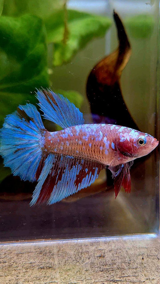 FEMALE HALFMOON SUPER GALAXY RED PURPLE RPG BETTA FISH