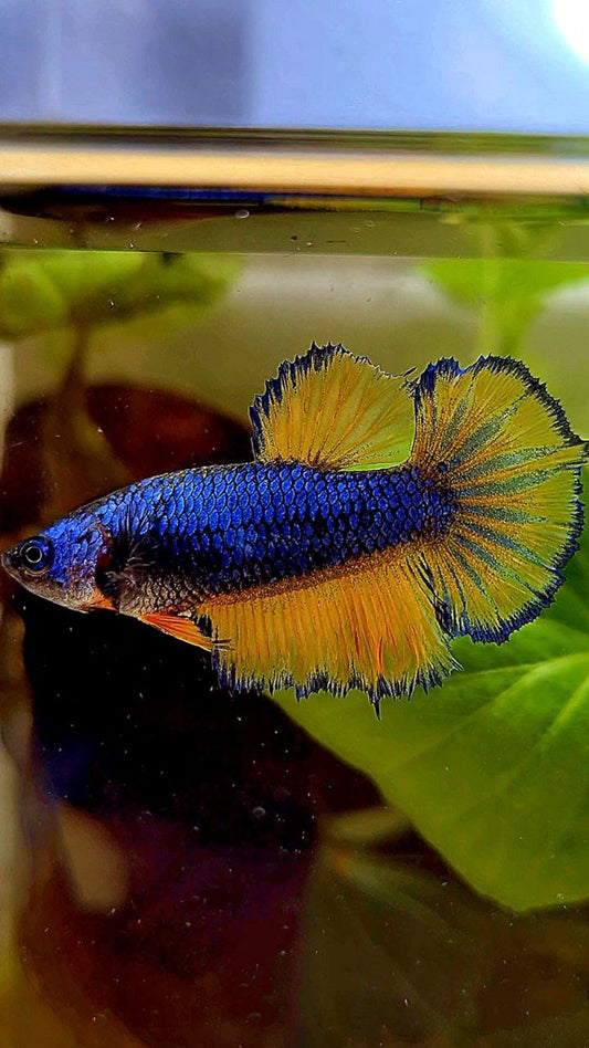 FEMALE HALFMOON BLUE YELLOW MUSTARD GAS BETTA FISH