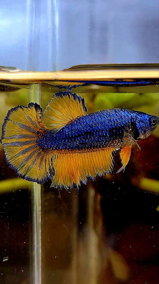 FEMALE HALFMOON BLUE YELLOW MUSTARD GAS BETTA FISH