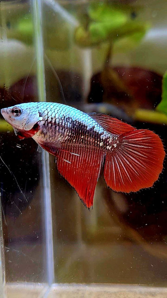 FEMALE HALFMOON RED SAMURAI BETTA FISH