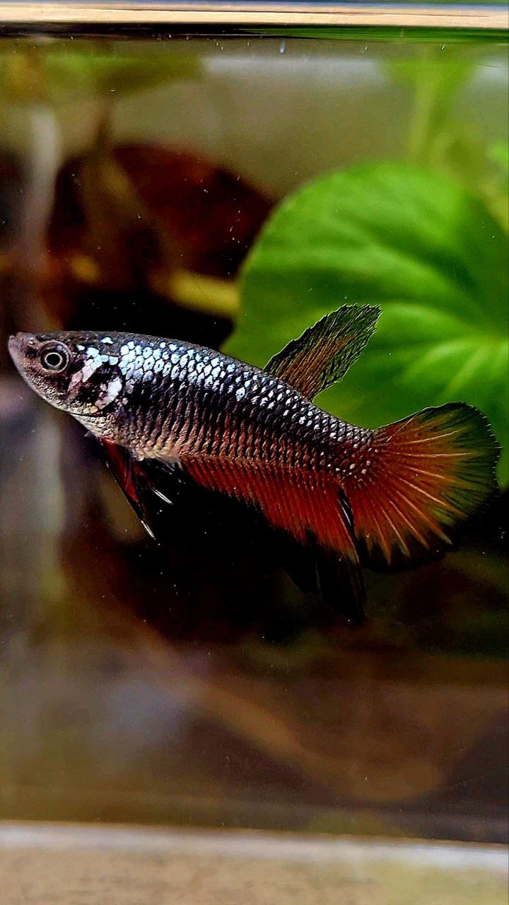 FEMALE HALFMOON BLACK RED SAMURAI COPPER BETTA FISH – Rare Betta Fish Store