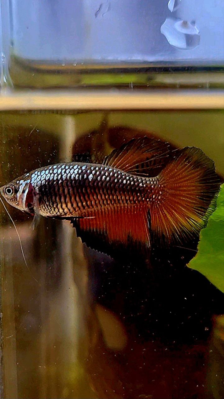 FEMALE HALFMOON BLACK RED SAMURAI COPPER BETTA FISH