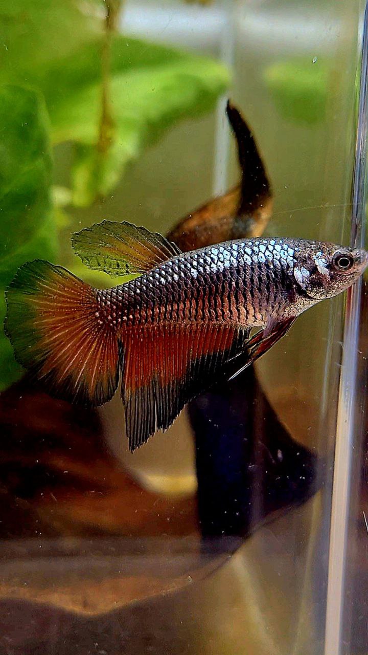 FEMALE HALFMOON BLACK RED SAMURAI COPPER BETTA FISH