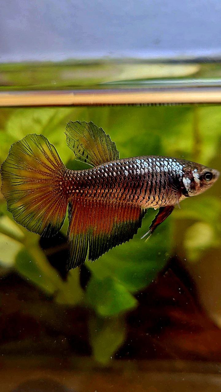 FEMALE HALFMOON BLACK RED SAMURAI COPPER BETTA FISH