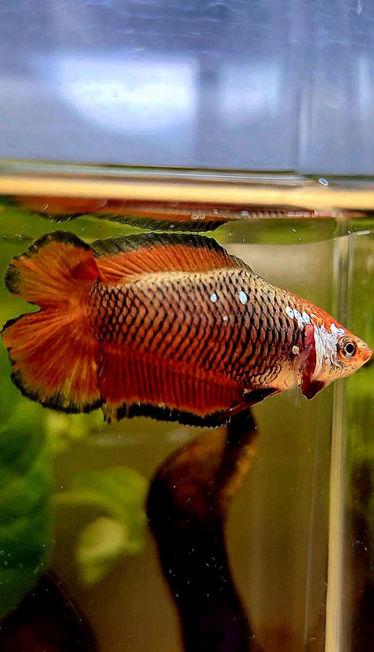 FEMALE PLAKAT DOUBLE TAIL RED MAMBA SAMURAI BETTA FISH