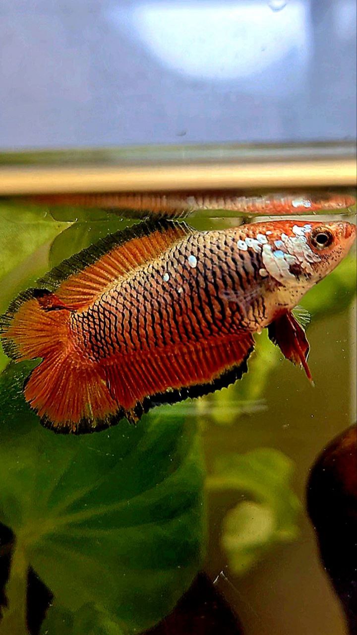 FEMALE PLAKAT DOUBLE TAIL RED MAMBA SAMURAI BETTA FISH