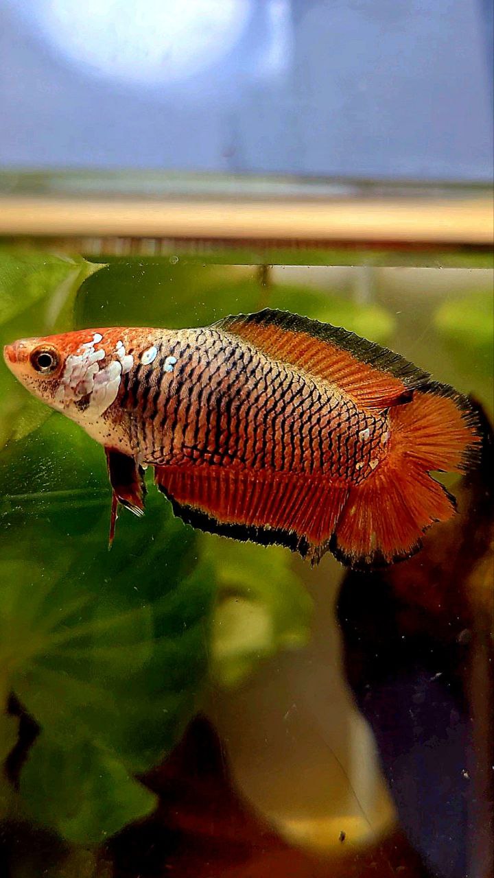 FEMALE PLAKAT DOUBLE TAIL RED MAMBA SAMURAI BETTA FISH