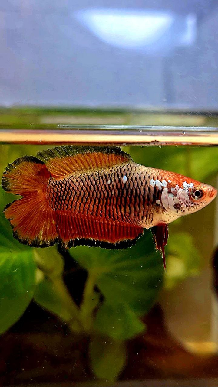 FEMALE PLAKAT DOUBLE TAIL RED MAMBA SAMURAI BETTA FISH
