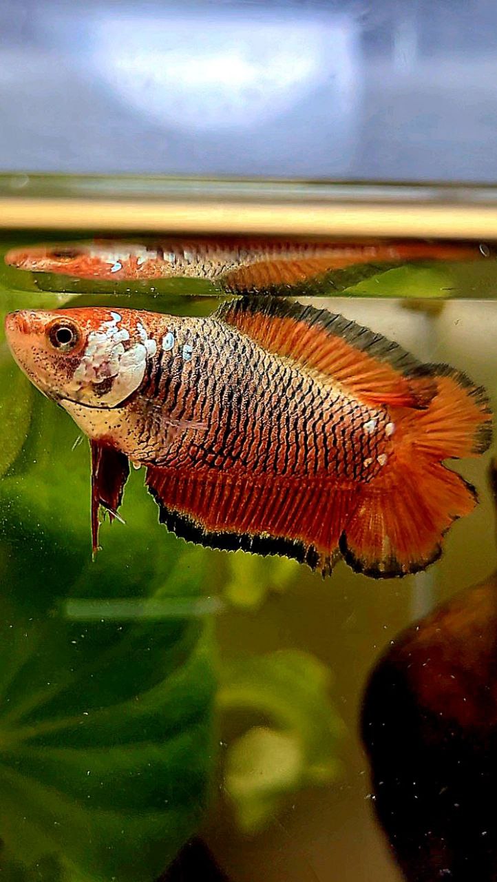 FEMALE PLAKAT DOUBLE TAIL RED MAMBA SAMURAI BETTA FISH
