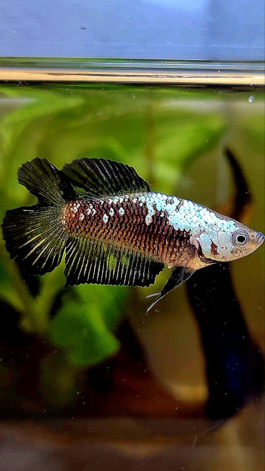FEMALE PLAKAT DOUBLE TAIL BLACK SAMURAI MASKING SAMURAI BETTA FISH