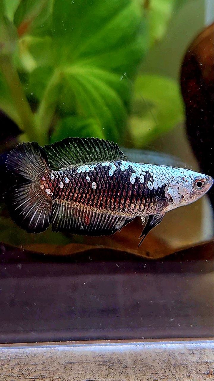 FEMALE PLAKAT DOUBLE TAIL BLACK SAMURAI MASKING SAMURAI BETTA FISH