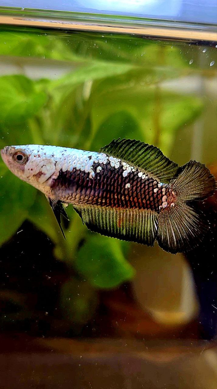 FEMALE PLAKAT DOUBLE TAIL BLACK SAMURAI MASKING SAMURAI BETTA FISH