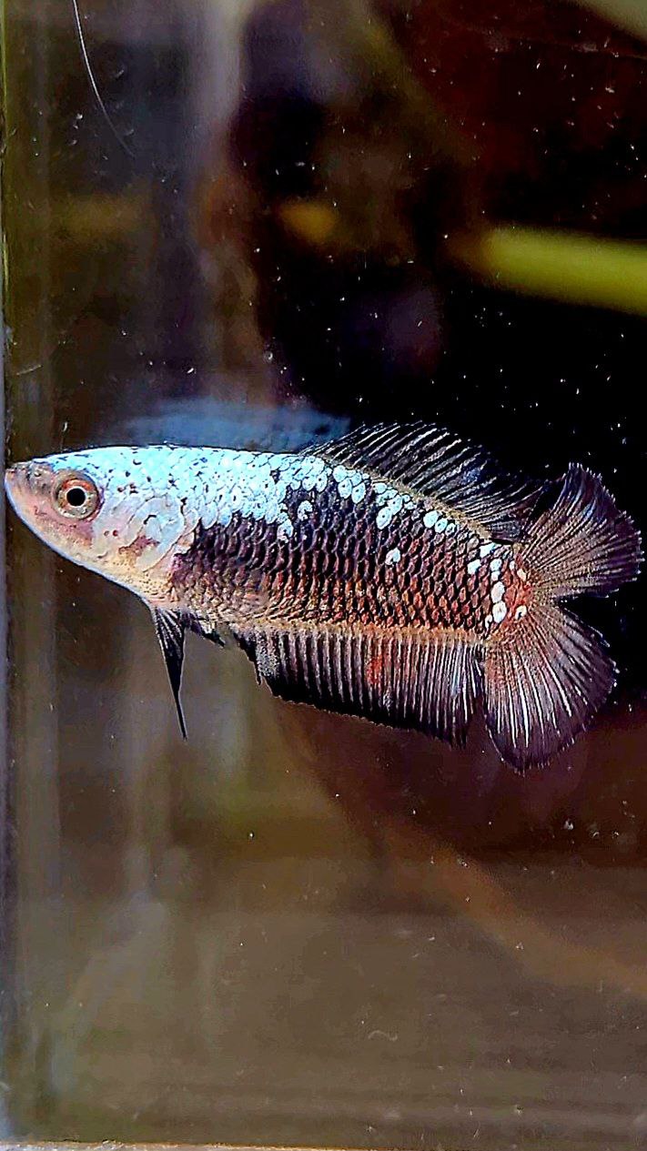 FEMALE PLAKAT DOUBLE TAIL BLACK SAMURAI MASKING SAMURAI BETTA FISH