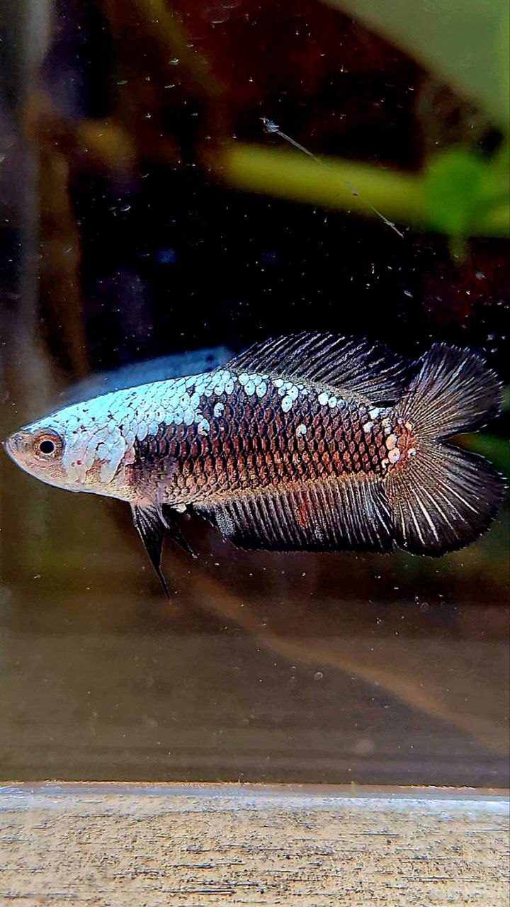 FEMALE PLAKAT DOUBLE TAIL BLACK SAMURAI MASKING SAMURAI BETTA FISH