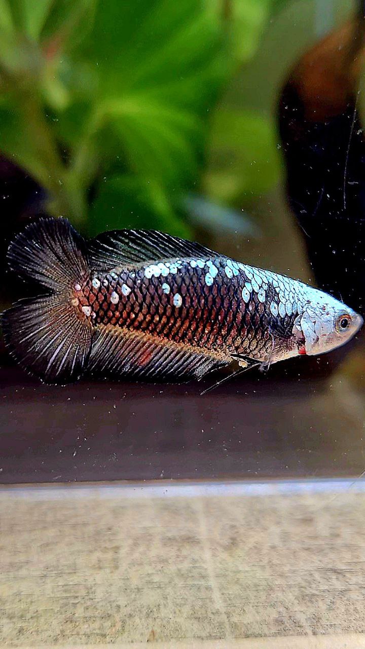 FEMALE PLAKAT DOUBLE TAIL BLACK SAMURAI MASKING SAMURAI BETTA FISH