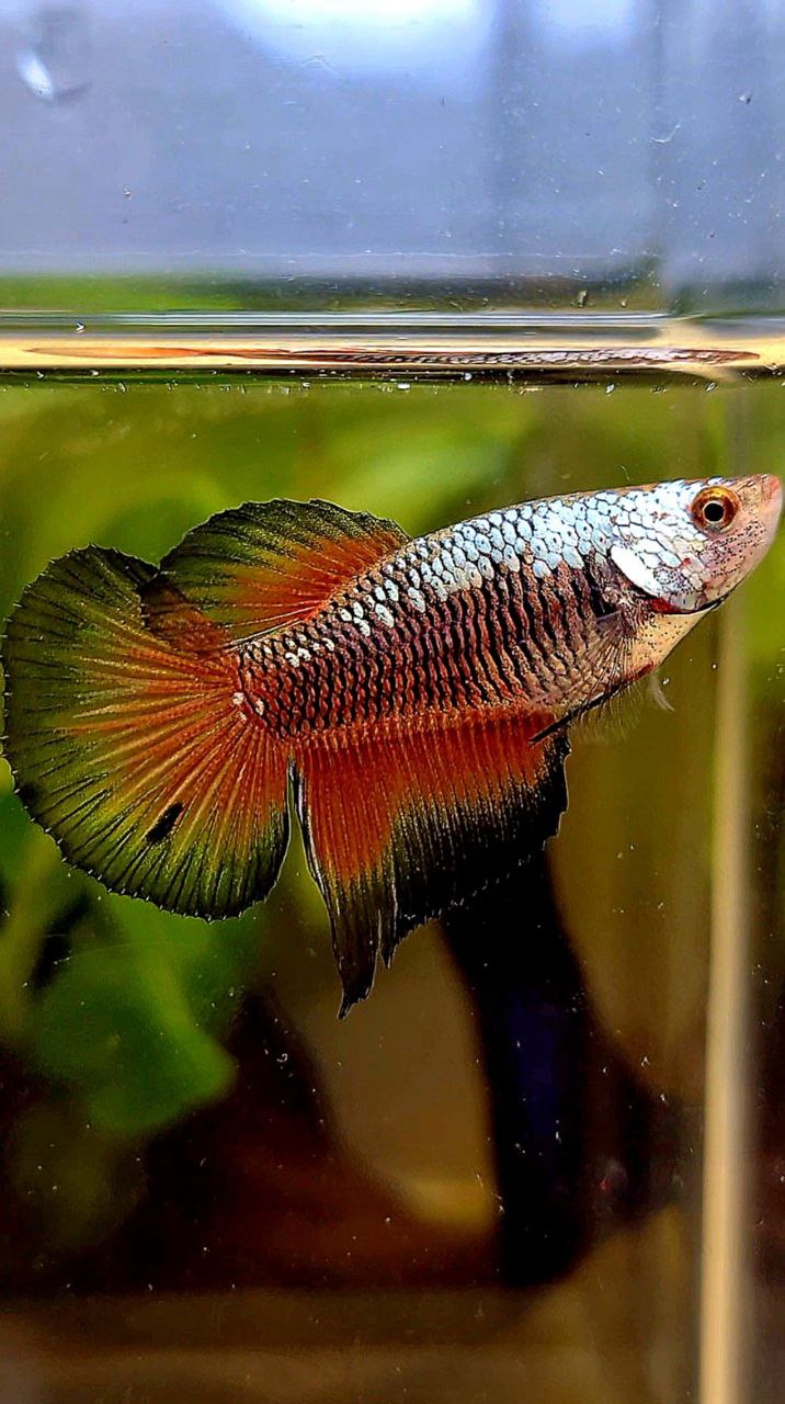 FEMALE HALFMOON BLACK RED SAMURAI BETTA FISH