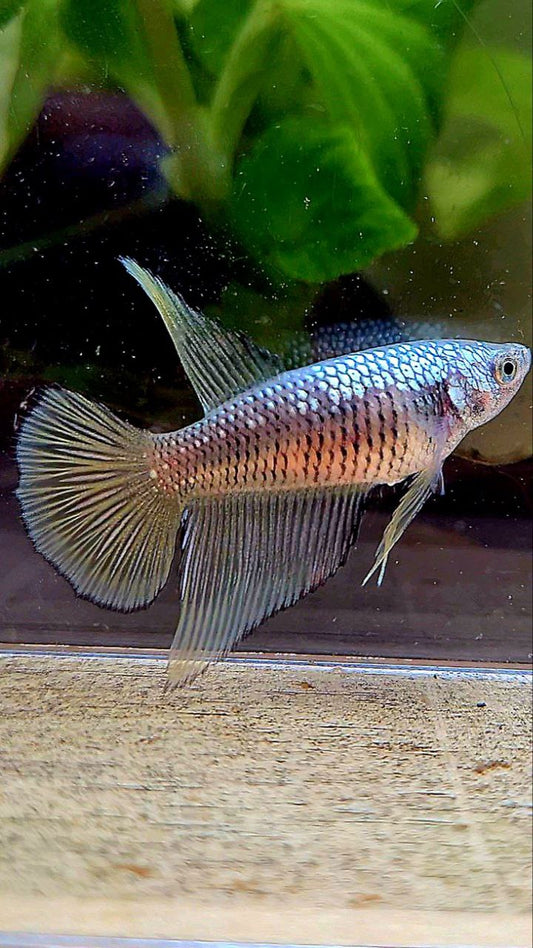FEMALE HALFMOON BLACK SAMURAI COPPER BETTA FISH
