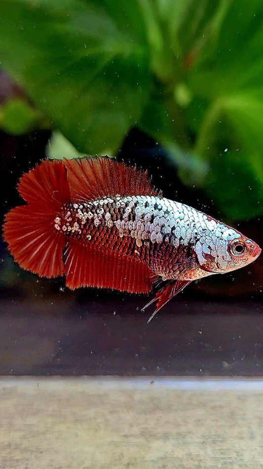 FEMALE PLAKAT DOUBLE TAIL RED SAMURAI SNOW BETTA FISH
