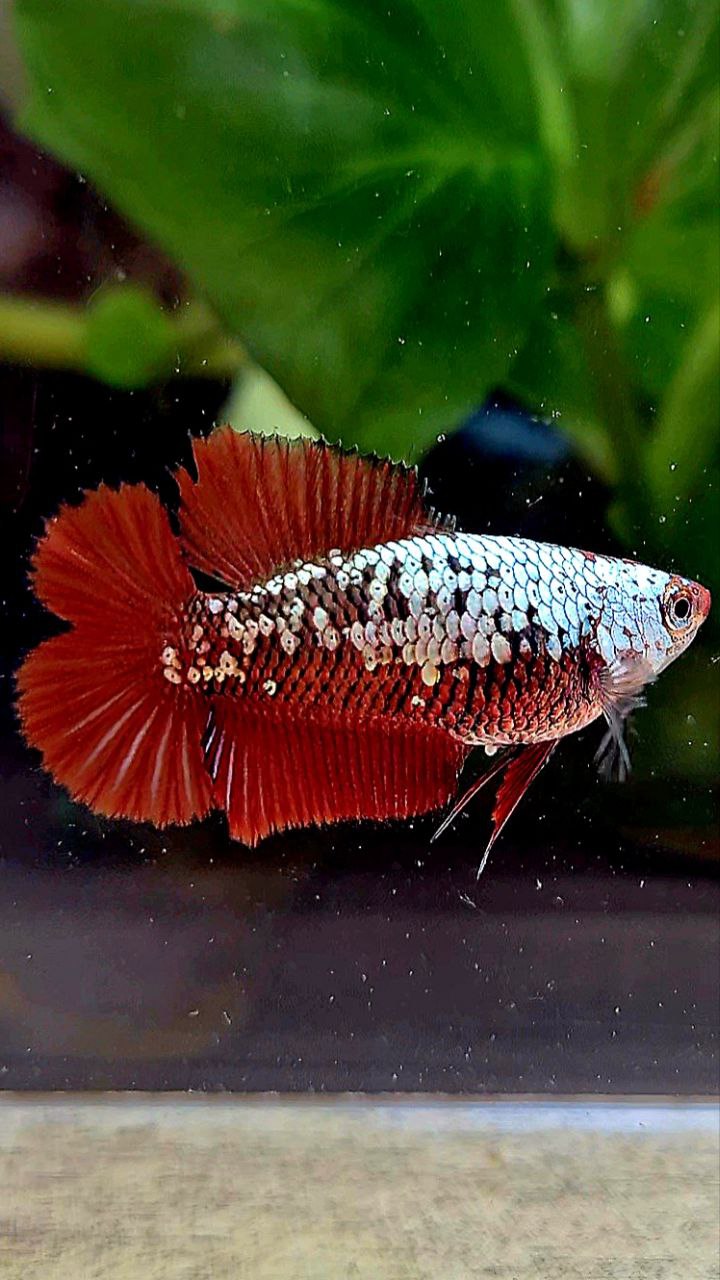 FEMALE PLAKAT DOUBLE TAIL RED SAMURAI SNOW BETTA FISH