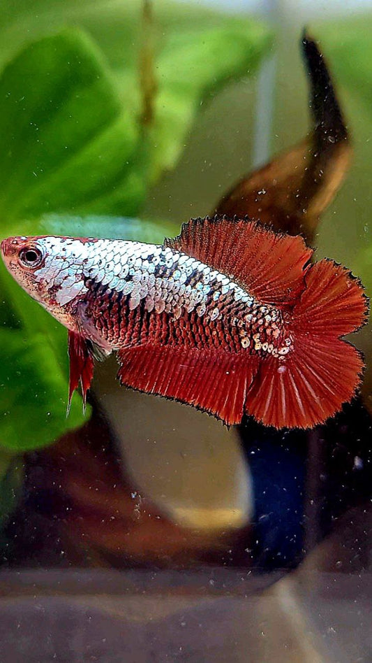 FEMALE PLAKAT DOUBLE TAIL RED SAMURAI SNOW BETTA FISH