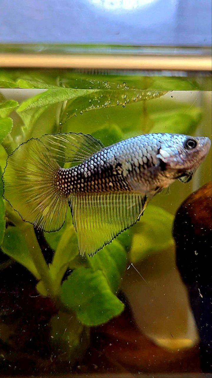 FEMALE HALFMOON YELLOW BLACK SAMURAI COPPER BETTA FISH