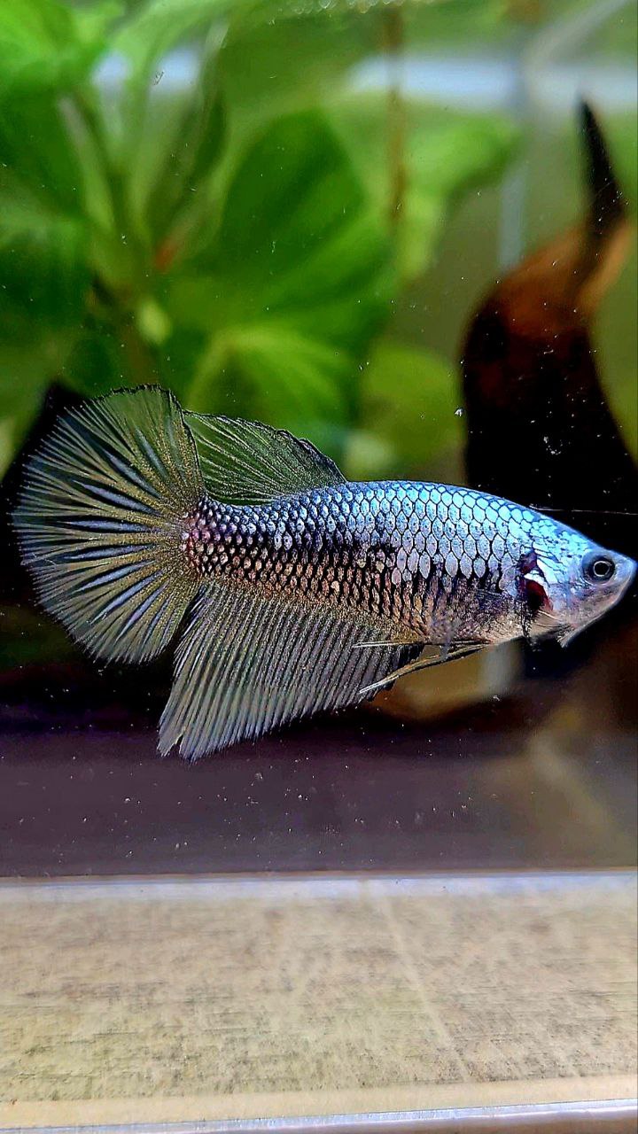 FEMALE HALFMOON YELLOW BLACK SAMURAI COPPER BETTA FISH
