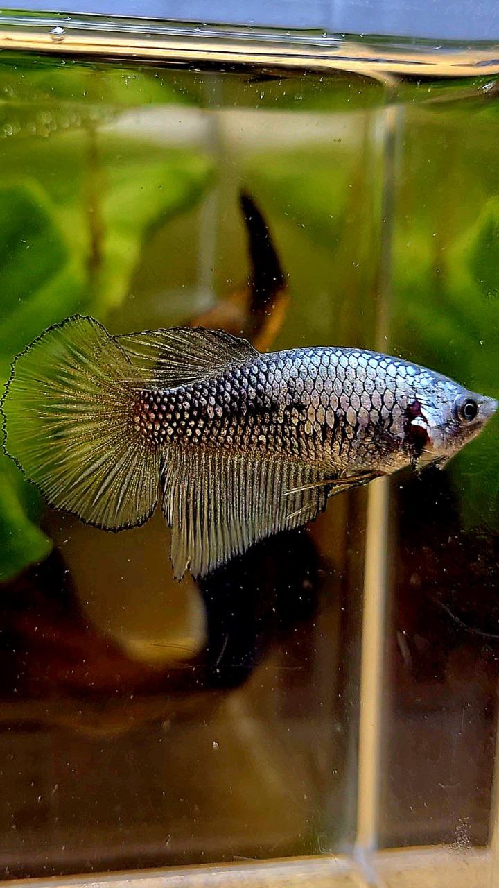 FEMALE HALFMOON YELLOW BLACK SAMURAI COPPER BETTA FISH