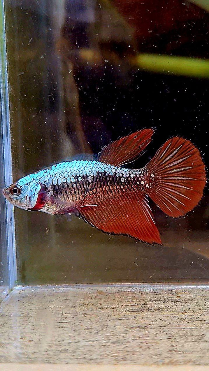 FEMALE HALFMOON RED SAMURAI BETTA FISH