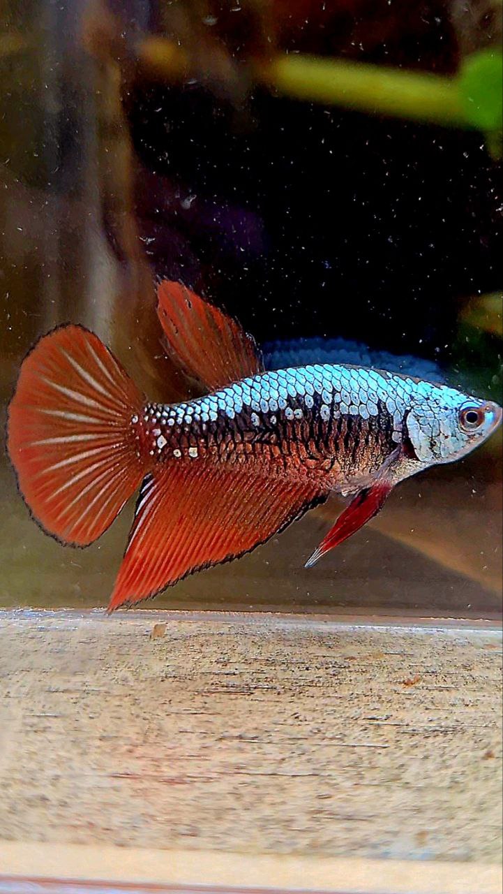 FEMALE HALFMOON RED SAMURAI BETTA FISH
