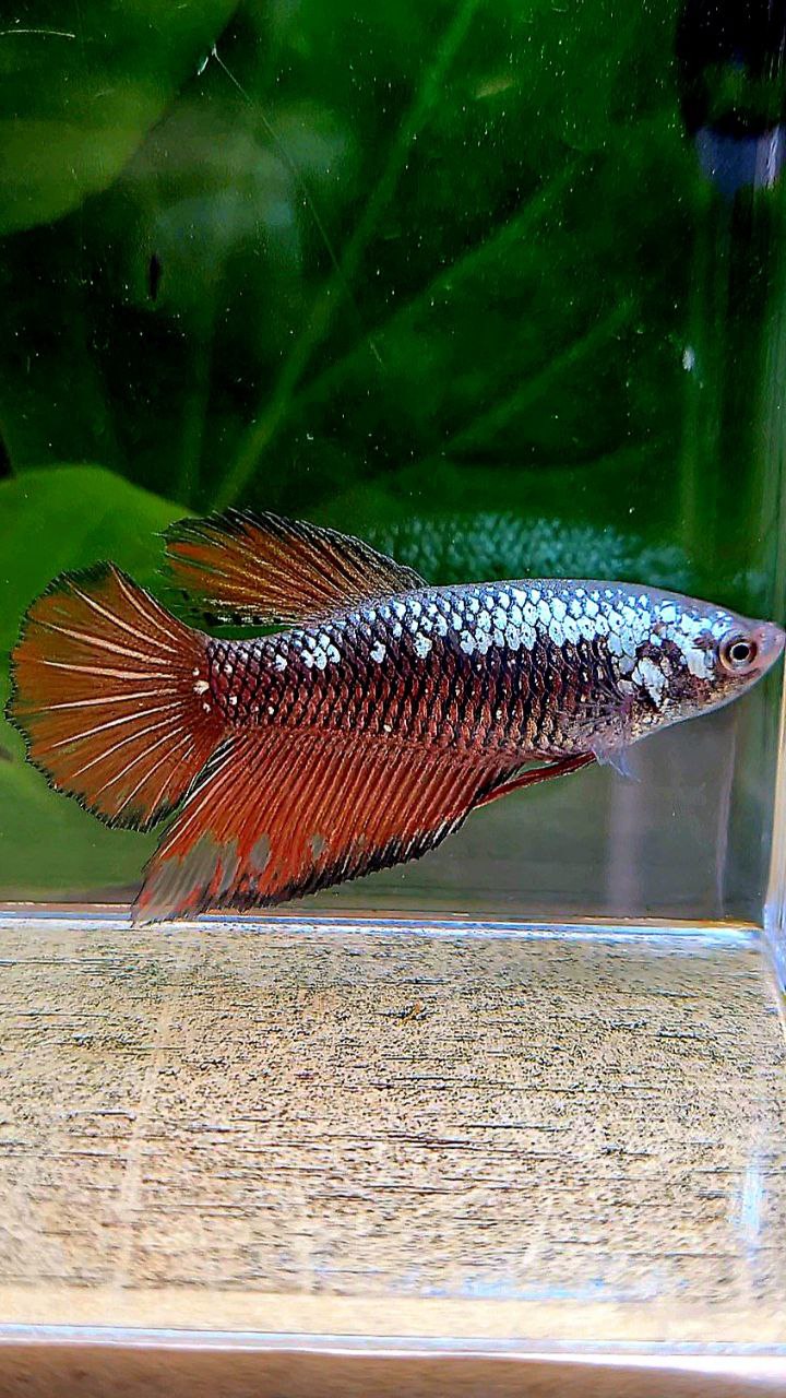 FEMALE HALFMOON BLACK RED SAMURAI BETTA FISH