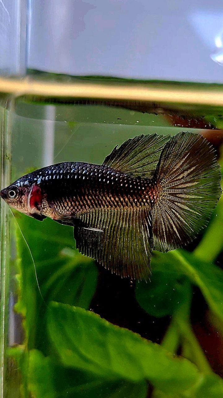 FEMALE HALFMOON BLACK COPPER SAMURAI BETTA FISH